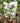 Ficus Microcarpa (Ficus Ginseng) N.18 - Vivaio Garden Forest (48283819)