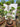Ficus Microcarpa (Ficus Ginseng) N.18 - Vivaio Garden Forest (48283819)