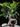 Ficus Microcarpa (Ficus Ginseng) N.18 - fogliame - Vivaio Garden Forest (48283821)
