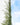 Ficus Repens (Fico Rampicante) Verde Vaso Bk19 - pianta adulta - Vivaio Garden Forest (48283827)