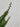 Ficus Repens (Fico Rampicante) Verde Vaso Bk19 - portamento - Vivaio Garden Forest (48283829)