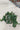 Ficus Repens (Fico Rampicante) Verde Vaso Bk19 - Vivaio Garden Forest (48283826)