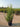Forsythia X Intermedia Week End Cesp 40 - Vivaio Garden Forest
