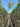 Grevillea Robusta Alb 26 Alto Fusto - Vivaio Garden Forest