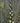 Hedera Can. Algeriensis Spalliera H 200 CM Vaso 40 - pianta adulta - Vivaio Garden Forest (48048242)