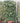 Hedera Can. Algeriensis Spalliera H 200 CM Vaso 40 - Vivaio Garden Forest (48048241)