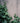Hedera Hibernica Spalliera H 200 CM Vaso 40 - pianta adulta - Vivaio Garden Forest (48048254)