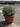 Helichrysum Italicum Cesp 25 - Vivaio Garden Forest