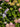 Hydrangea Macrophylla (Ortensia) Mix Colori Vaso 18 - pianta adulta - Vivaio Garden Forest (48283831)