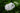 Hydrangea Macrophylla (Ortensia) Mix Colori Vaso 18 - fogliame - Vivaio Garden Forest (48283833)