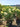 Hydrangea Paniculata Ortensia Limelight Cesp 40 - Vivaio Garden Forest