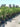 Hydrangea Paniculata Ortensia Vanilla Fraise Cesp 40 - Vivaio Garden Forest