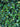 Agrifoglio Variegato Ilex Aquifolium Argenteomarginata Piramide H 160/170 CM Vaso 60 - fogliame - Vivaio Garden Forest (48047871)