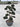 Ilex Crenata Kinme Bonsai Ciotola 60 - Vivaio Garden Forest