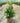 Ixora Coccinea Vaso 24 - Vivaio Garden Forest (48048270)