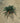 Juniperus Blue Chip (Ginepro) Vaso 24 - Vivaio Garden Forest (48283835)