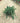 Juniperus Blue Pacific (Ginepro) Vaso 24 - Vivaio Garden Forest (48283837)