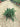 Juniperus Blue Pacific (Ginepro) Vaso 24 - Vivaio Garden Forest (48283837)