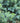 Juniperus Blue Pacific (Ginepro) Vaso 24 - fogliame - Vivaio Garden Forest (48283838)