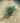 Juniperus Pfitzeriana Glauca (Ginepro) Vaso 24 - Vivaio Garden Forest (48283840)