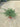 Juniperus Pfitzeriana Variegato (Ginepro) Aurea Vaso 24 - Vivaio Garden Forest (48283842)