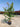 Lagerstroemia Indica Cesp 30 Muskogee - Vivaio Garden Forest