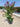 Lagerstroemia Indica Cesp 40 Dynamite - Vivaio Garden Forest