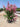 Lagerstroemia Indica Cesp 40 Gaby Rose - Vivaio Garden Forest