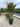 Lagerstroemia Indica Cesp 45 Seabourn - Vivaio Garden Forest