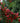 Lagerstroemia Indica Rossa - fioritura - Vivaio Garden Forest (50305200)