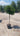 Laurus Nobilis Alb 30 1 2 Fusto Lt 15 - Vivaio Garden Forest