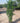 Laurus Nobilis (Alloro) Cespuglio Vaso 30 H.160/180 - Vivaio Garden Forest (50305203)