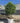 Laurus Nobilis (Alloro) Multitronco Vaso 80 H.200/220 con Vaso Bianco - Vivaio Garden Forest (50305209)