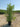 Ligustrum Japonicum Cesp 40 - Vivaio Garden Forest