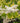 Ligustrum Texano (Ligustro) Variegato Vaso 24 - fioritura - Vivaio Garden Forest (48048284)