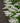 Ligustrum Texano (Ligustro) Variegato Vaso 18 - fioritura - Vivaio Garden Forest (48283845)