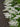 Ligustrum Texano (Ligustro) Variegato Vaso 18 - fioritura - Vivaio Garden Forest (48283845)
