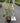 Ligustrum Texano (Ligustro) Variegato Vaso 18 - Vivaio Garden Forest (48283844)