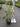 Ligustrum Texano (Ligustro) Variegato Vaso 18 - Vivaio Garden Forest (48283844)