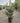 Ligustrum Texano (Ligustro) Variegato Vaso 24 - Vivaio Garden Forest (48048283)