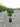 Ligustrum Texanum Cesp 24 - Vivaio Garden Forest