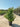Ligustrum Texanum Cesp 40 - Vivaio Garden Forest