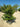 Ligustrum Texanum Cesp 55 - Vivaio Garden Forest
