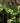 Mahonia Fortunei (Maonia) Vaso 18 - fioritura - Vivaio Garden Forest (48048291)