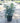 Mahonia Fortunei (Maonia) Vaso 18 - Vivaio Garden Forest (48048290)
