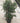 Metrosideros Excelsa (Albero DI Natale Neozelandese) Vaso 24 - Vivaio Garden Forest (48048293)