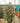 Metrosideros Excelsa (Albero DI Natale Neozelandese) Vaso 55 - Vivaio Garden Forest (48048298)