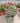 Metrosideros Thomasi Vaso 40 - Vivaio Garden Forest (48048303)
