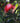 Metrosideros Thomasi Vaso 40 - fioritura - Vivaio Garden Forest (48048304)
