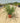 Miscanthus Lady Red (Eulalia) Vaso 24 - Vivaio Garden Forest (48048306)